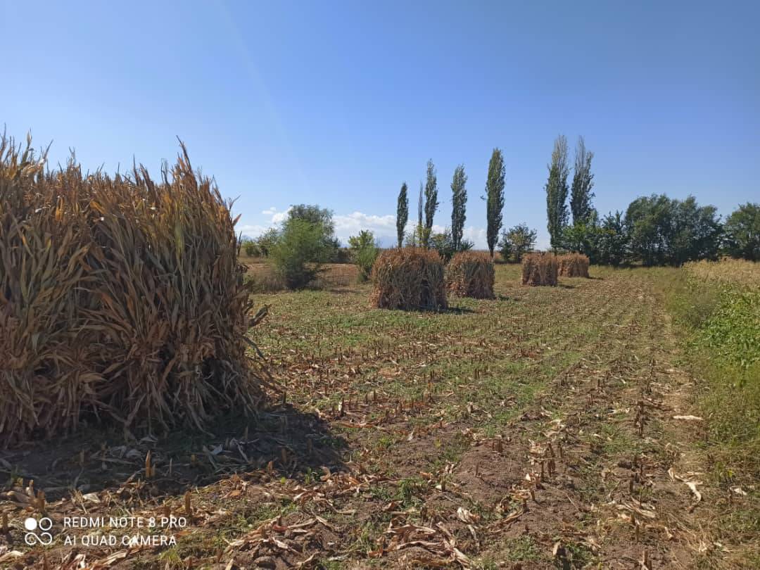 пая сатылат 60сомдон жакщы боолонгон 50 боо бар