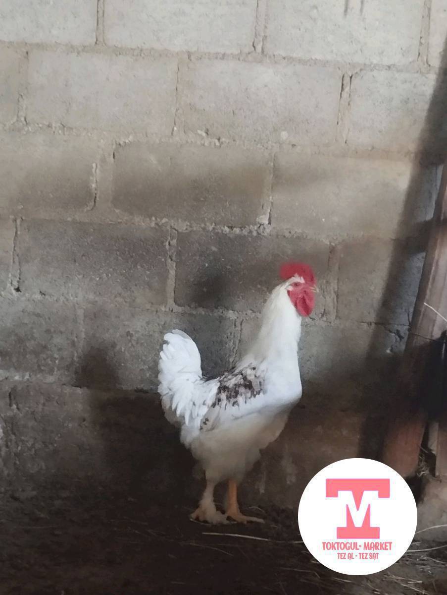 ушул короз сатылат сүйлөшөбүз базын