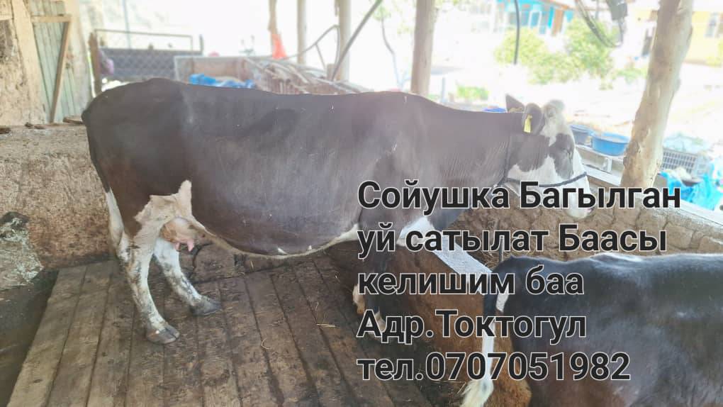 Союшка багылган семиз Уй сатылат