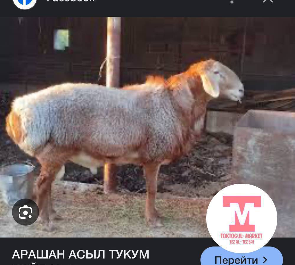 Арашан асыл тукум, кочкор , койлор сатылат 
Тез чонойот, салмак эт продукциясы мыкты,катаал климатка туруштук берет, кучтуу чыдамкайлуу койлор