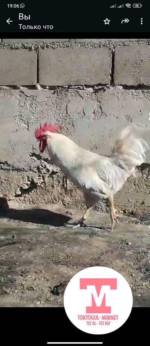 Ассалому алейкум Жамаат ушул короз сатылат🐓❗ ЛЕГГОРУН ПАРОДАСЫНДАГЫ КОРОЗ АЙЫБЫ ЖОК 1️⃣5️⃣0️⃣0️⃣СОМ  ТОКТОГУЛ ИЧИ ДОСТАВКА БАР.