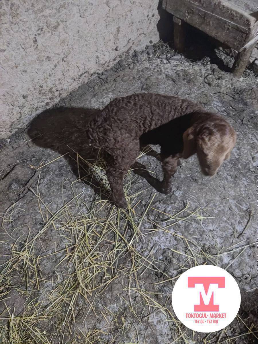 ушул козуну Тегеректен таап алдык,кечинде Чондобо 29