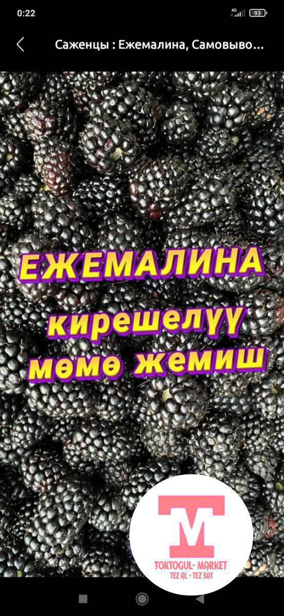 Эжевейка булдуркон кочотору сатылат.
Лох Несс небеса сорттору кочотор сатылат. Тикенеги жок тушуму коп.
Кочоттун штугу 70-100 сом.
