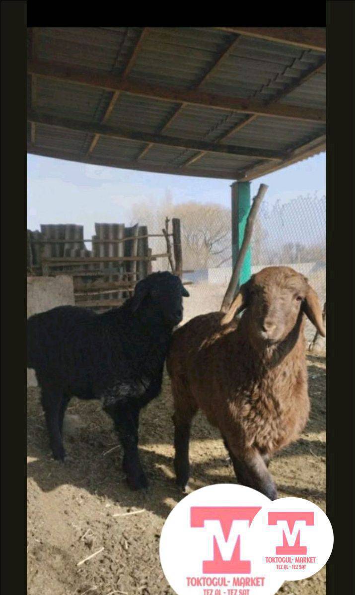 Чөп жем жеген козу алам 1500 2000 чейин жаңы төрөлгөн болсо 1000 чейин алам сурочна