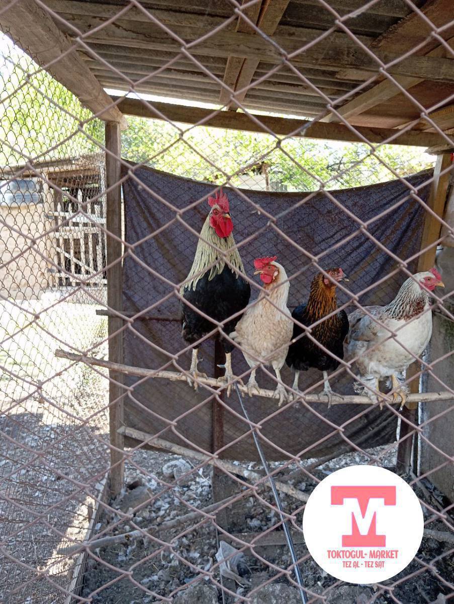 Ассалам алекум жаамат ушул Тооктор сатылат келишим баада