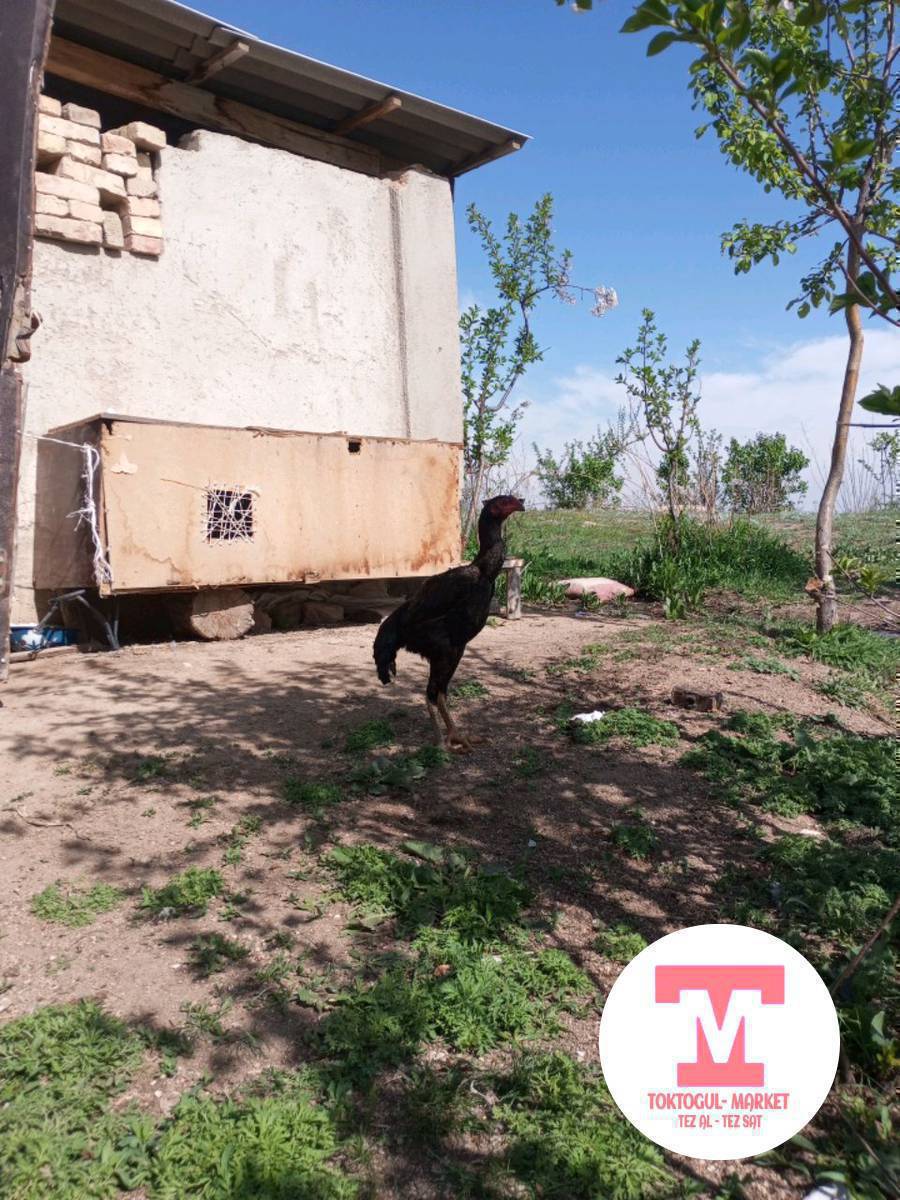 Ассалому алейкум жаамат дакен жожо сатылат баасы келишим баа жэ жакшы дакен мекишке болсо алмашам срочна!!!!!!!!!!!