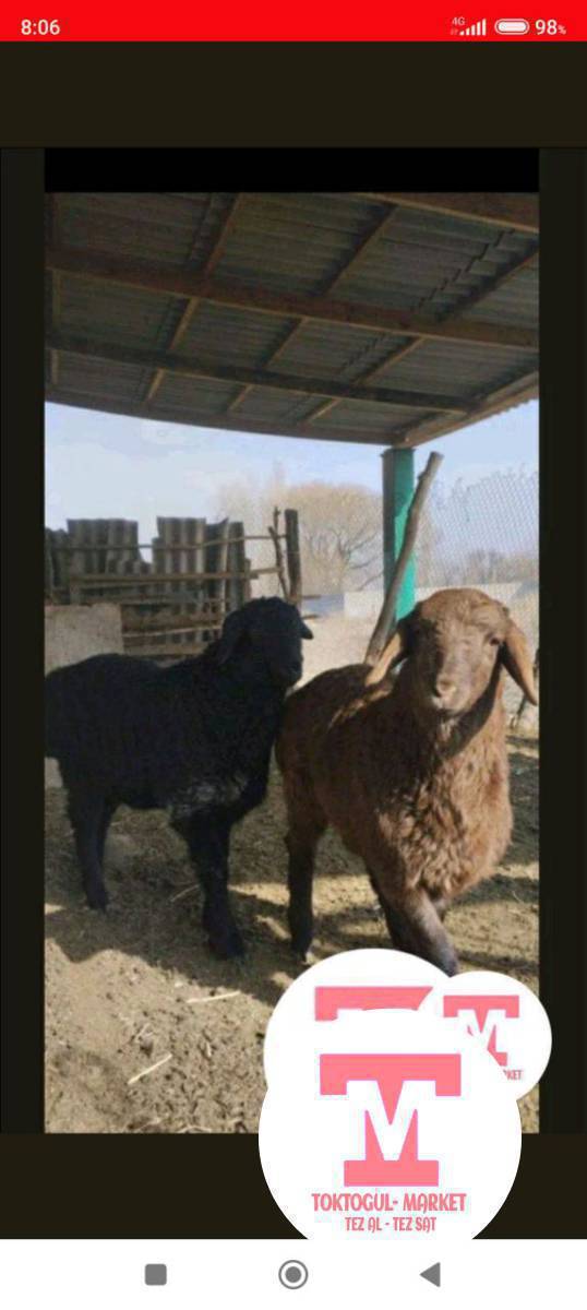 2 козу сатылат Чоп жеп калган