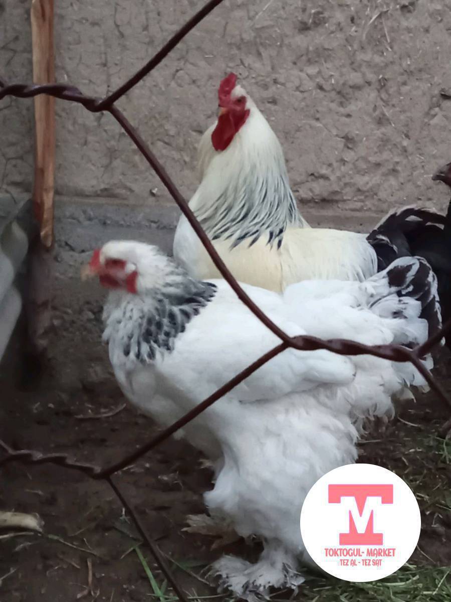 ушул короз мн мекиш сатылат алчуулар чалгыла Токтогулда