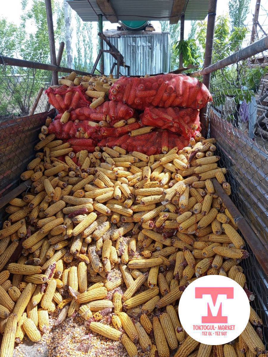 баштай жугору сатам