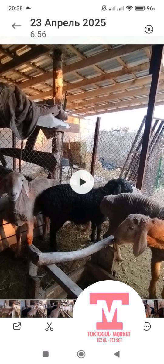 Арасындагы кара курпон козу сатылат, союшка,декабрь да туулган.
