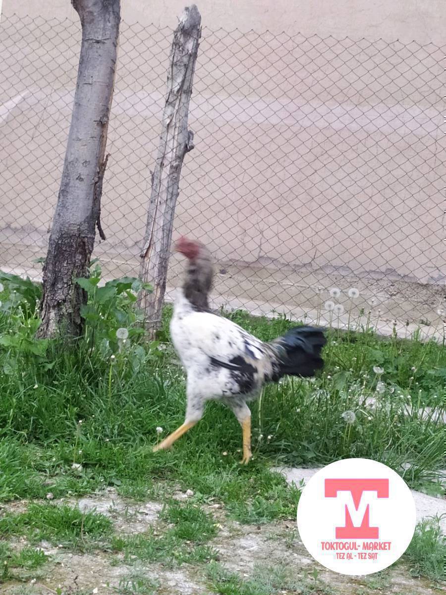 дакент чалыш жожо сатылат 7айлык