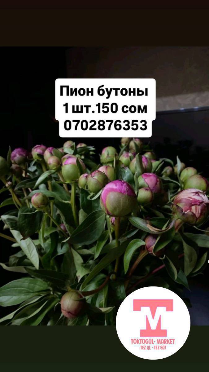пион бутондору 150 сом 1шт.