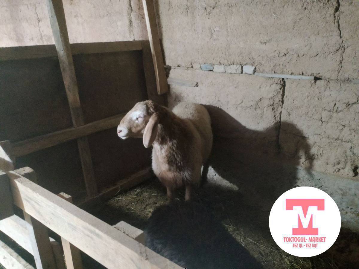 Арашан козу кочкор сатылат линия бар плем карта бар бою 87, кулак 19 жаны эки тиш сайды