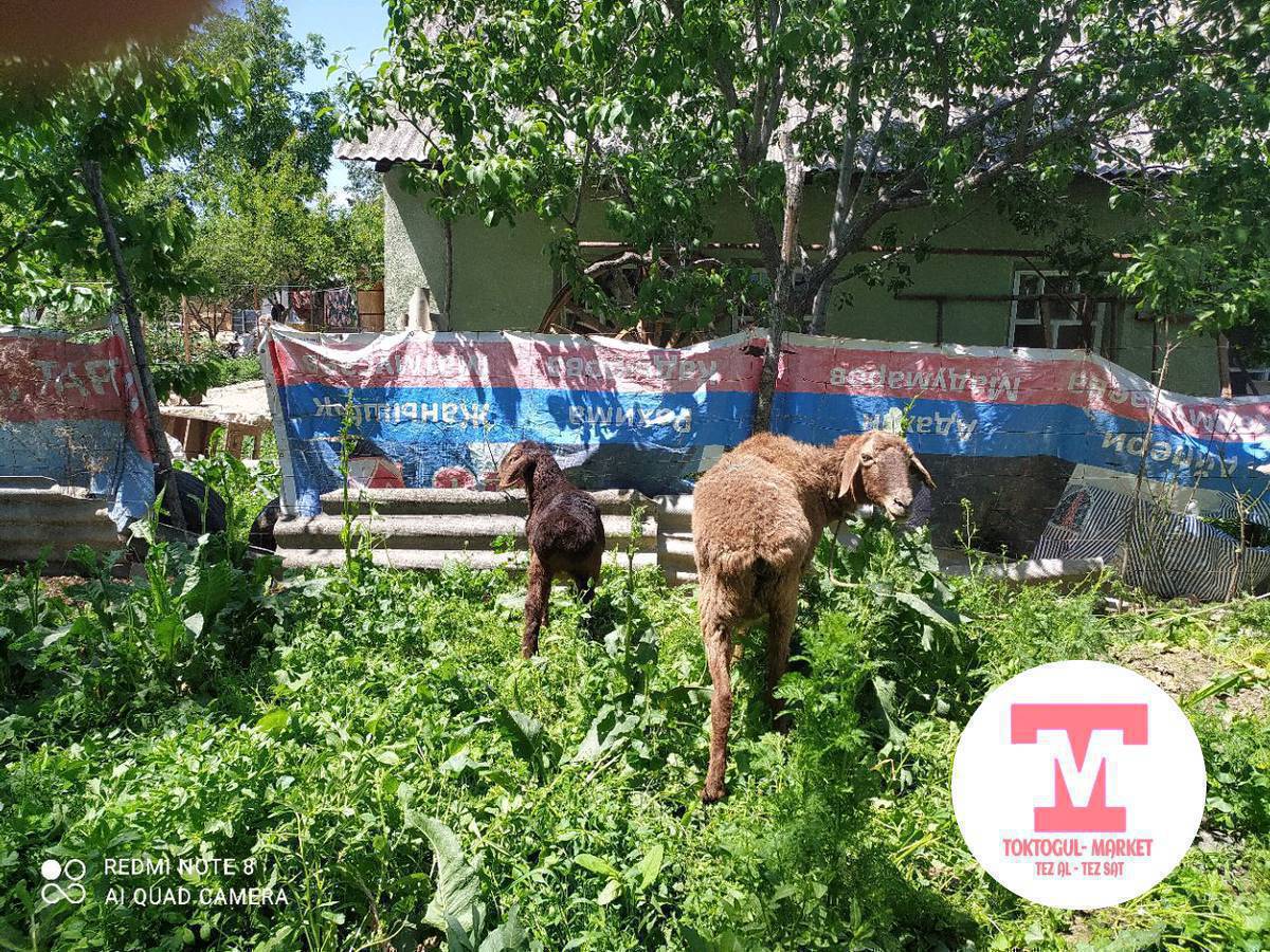 сатылат козулу кой козу эркек 1 ай болду