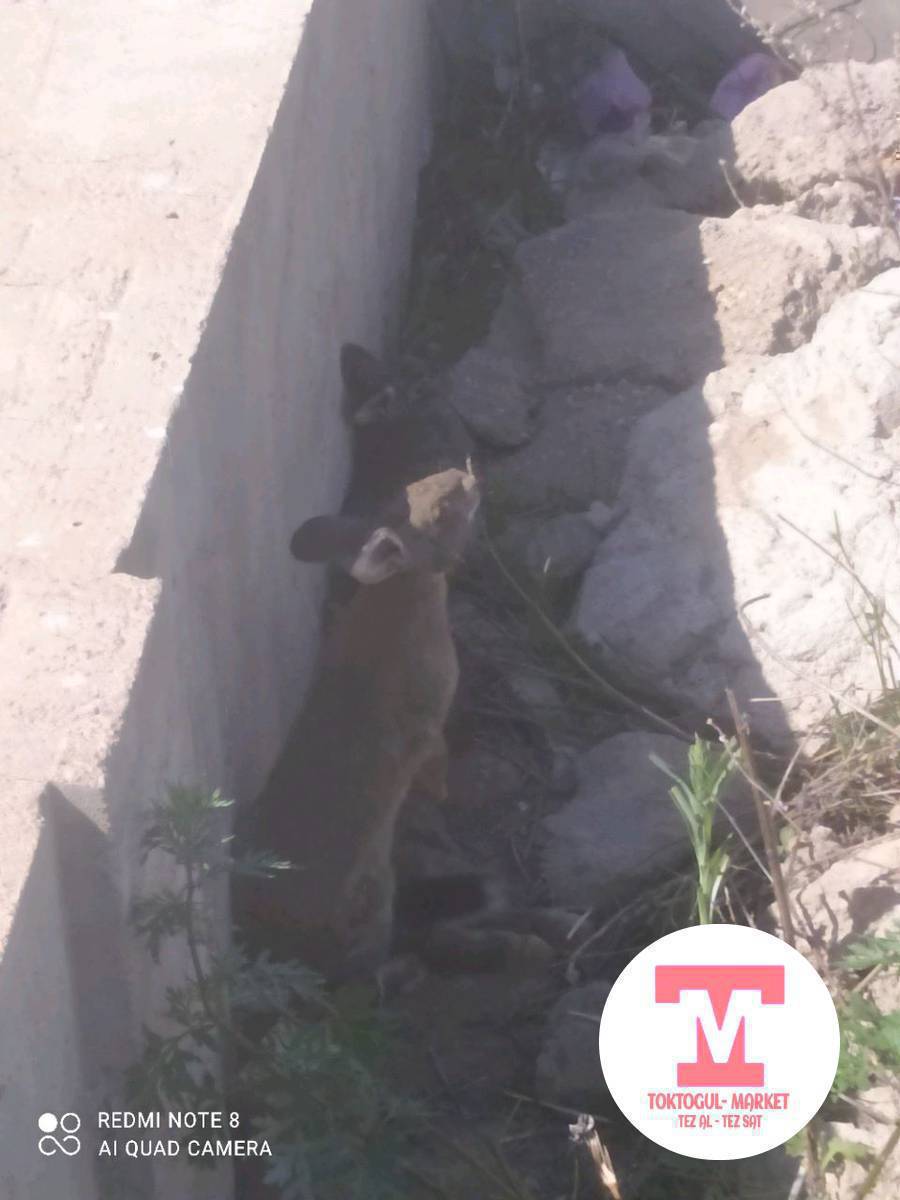 6 коён сатылат адрес Акжондо
