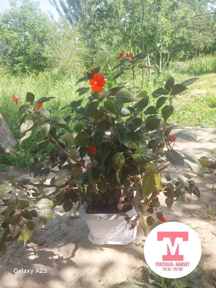 Гул сатылат