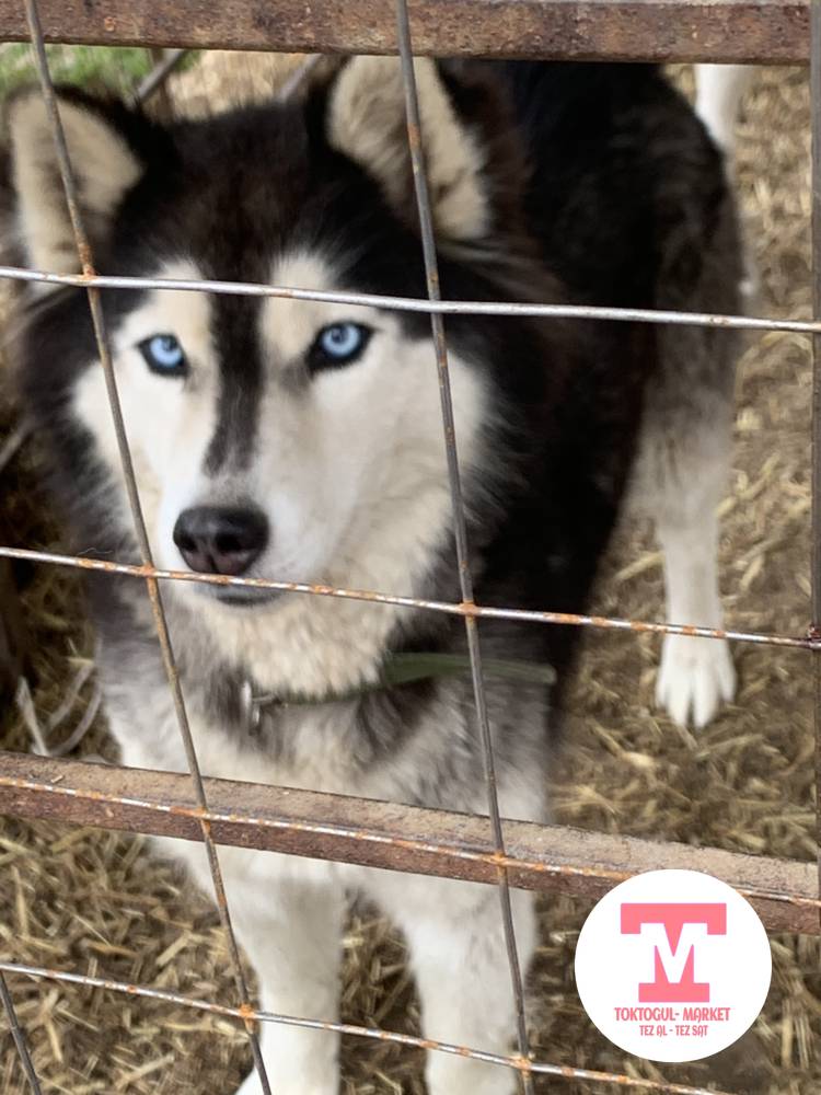 galleries/9660_pic_ios.jpg