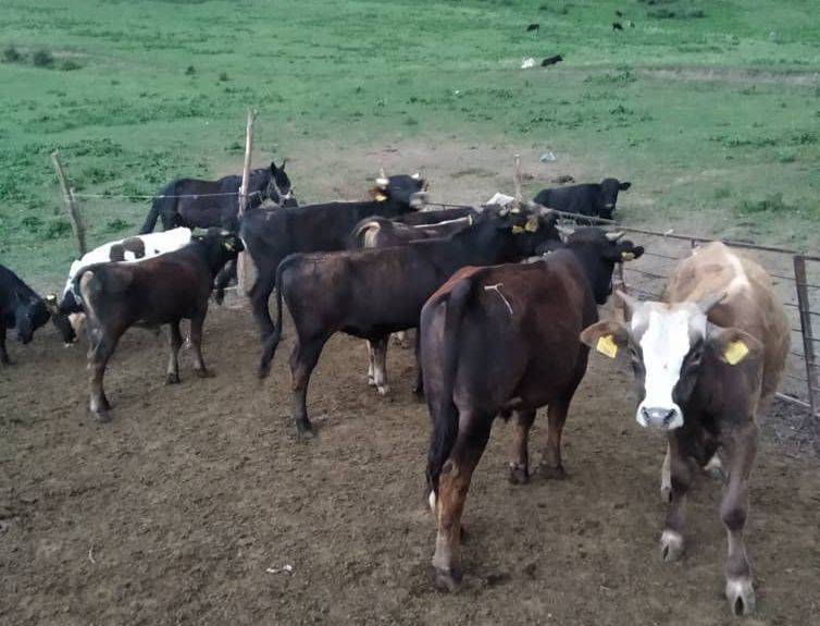 Ассолому алейкум.Мал базардын ичинен торпок жоголду кара эркек торпок.Адашып алып кетип калсаныздар айтып коюнуздар суйунчусу бар!