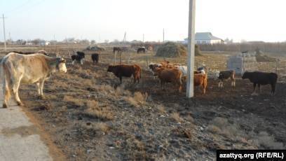 кандайснар тугандар Кара кашка торпок тортай бешай болууп калган эркек торпок жоготуп жатам азорок болчу   учай болууп калды малдар менен журсо суйунчусу бар 10 мин сом