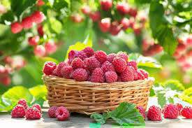 Эртен эртемененкиге 27.10.2025ж. малина тергенге 2 жумушчу керек 0700580825