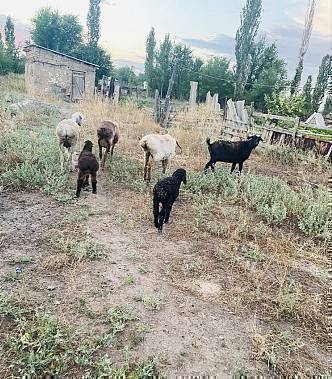 Бүгүн  кыркылган эки кой жоголду бироосу карала  экинчиси кара кой сууга  чыгарып каналдан келатканын кошунам көрүптүр бирок айдоонун ортосуна келгенде дом пенсионерди көздөй бараткан дейт орозодо соопчулука көрсөңөр айтып койгула сүйүнчүсү бар   телефон 0705138638