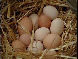 домашние жумуртка сатылат