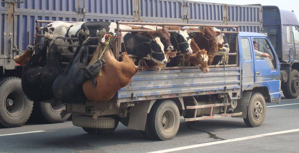 1-2 6 баш мал жүктөгөнгө машина керек  
0779 720 938