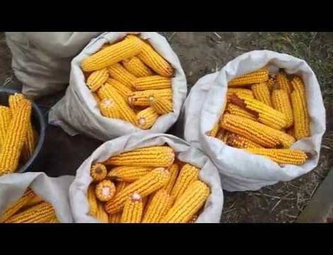 жүгөрү сатылат 5кап