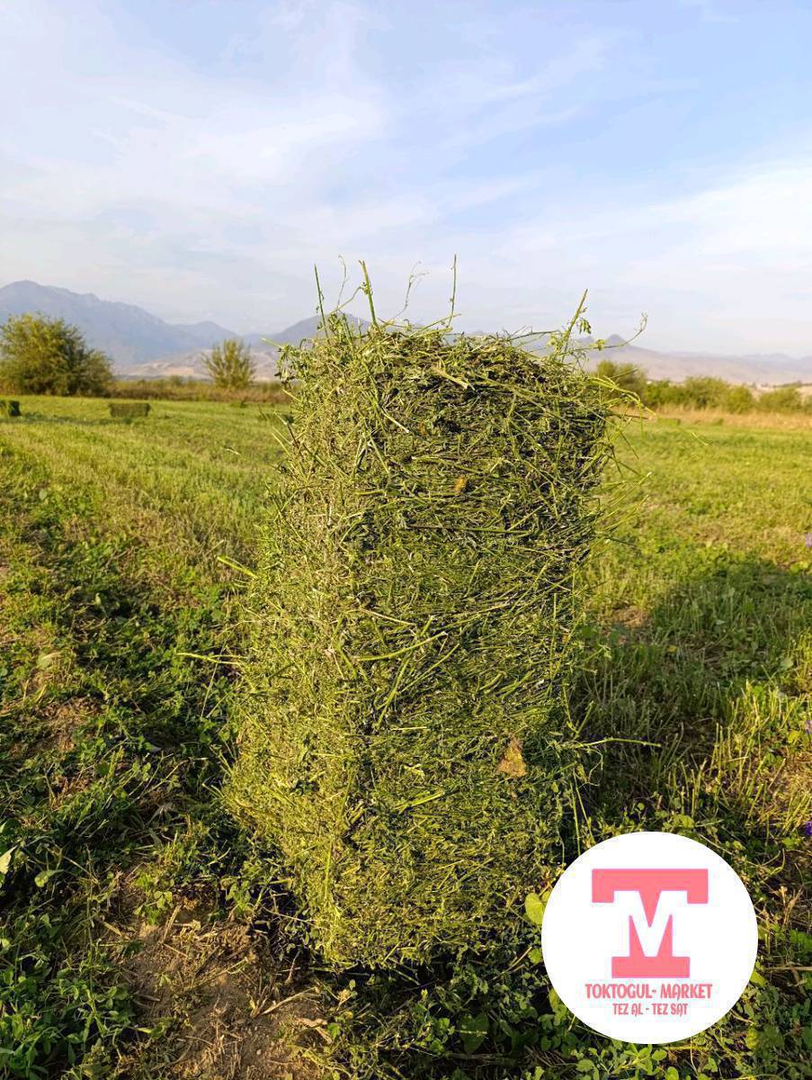 жакшы беде кип алат элем