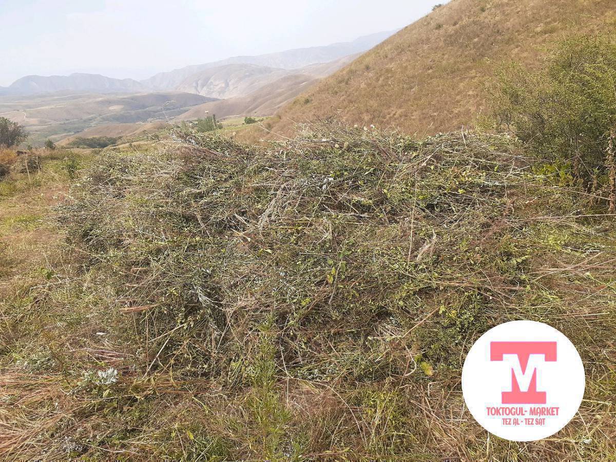 боолонгон чоп беде сатылат жакшы байланган