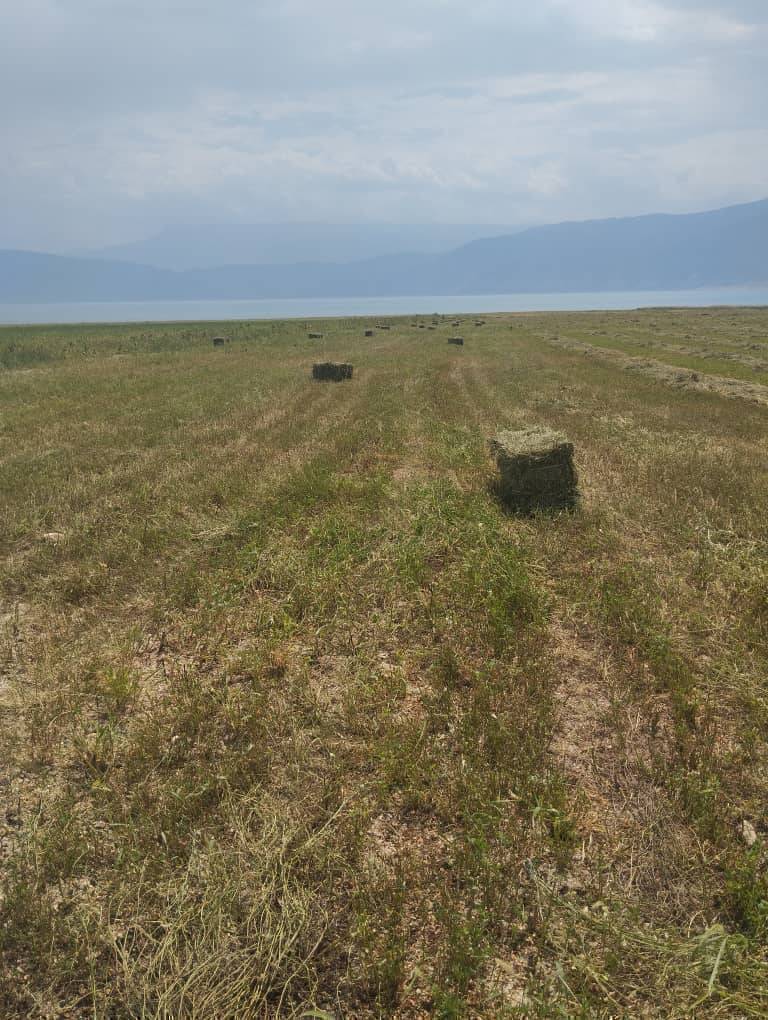 Беде кип сатылат Кара сууда