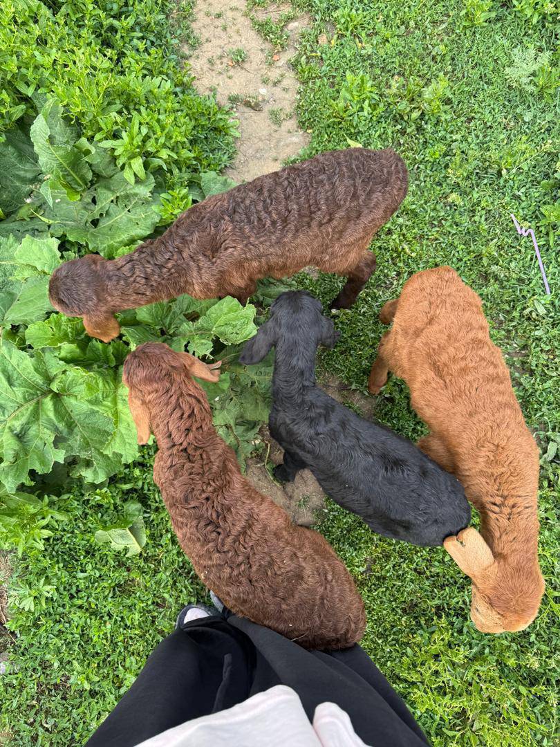 Ассаламу алейкум Жетим козулардан алабыз 1000 2000 3000 чейин жазгыла