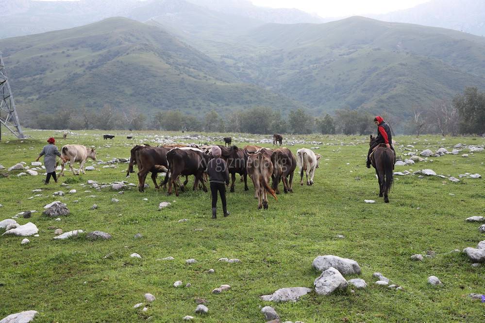 Ассаламу алейкум Жамат кызыл-туу айылынан жайдан бери кызгылт курон уй жок болупатат .Он кулагында койдун сойкозу бар сол жамбашында    уч 3 деген тамга бар Бооз болду торошу мумкун базардан алынган уй Эле коргондор болсо кабарлап койунуздар суйунчусу20000 номер 0500792277 0704227876