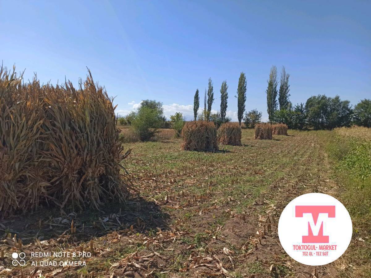 пая , беде кип алабыз, Токтогул 
саткандар барбы