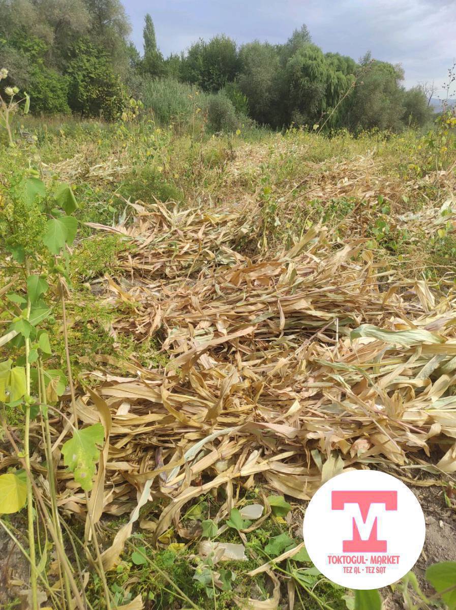 жугору оробуз 3 бала