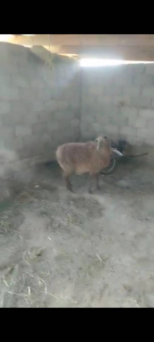 Келишим түрдө