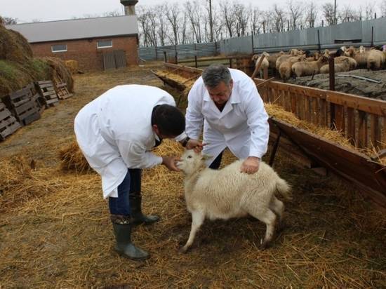 саламатсыздарбы? менин кичинекей козум буттун кой тебелеп баспай жатат ошону коруп бергенге ветврач керек болуп жатат жакшы билгендер болсо Рахмат