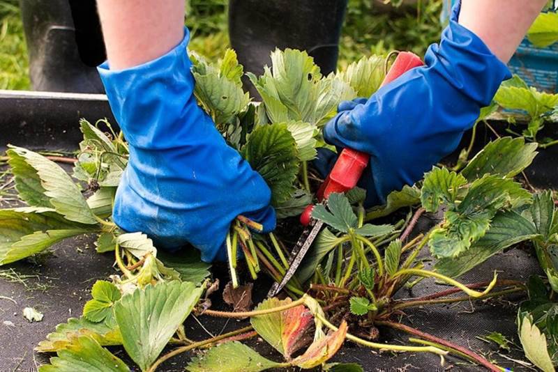 Клубника отошконго балдар керек 
Бир жоогуно 100 сом. 
Обед озунордон
Дарек. Бала-Чычкан