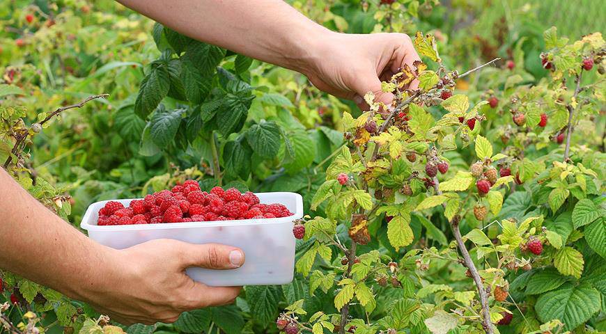 Бугун малина тергенге жумушчулар керек,свежий малина сатылат.
