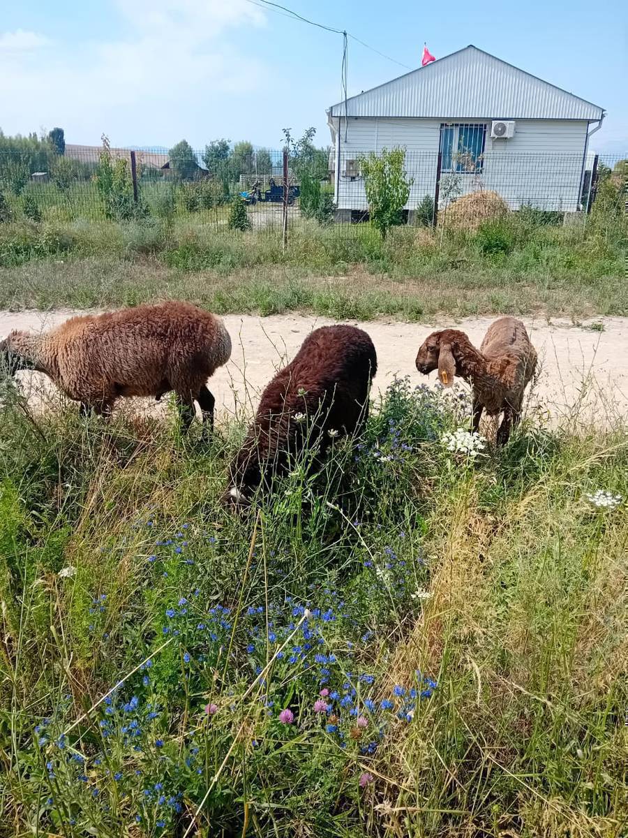 Козулар сатылат