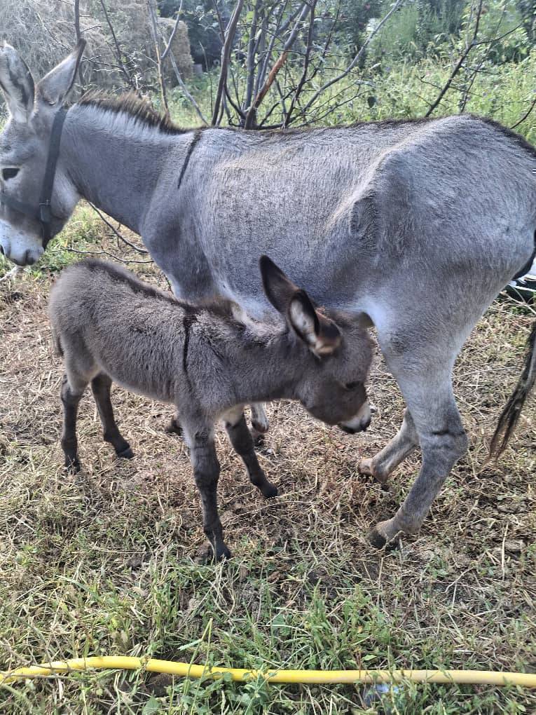 эшек сатылат кодиги менен анан озунчо биро бар баасын суйлошобуз