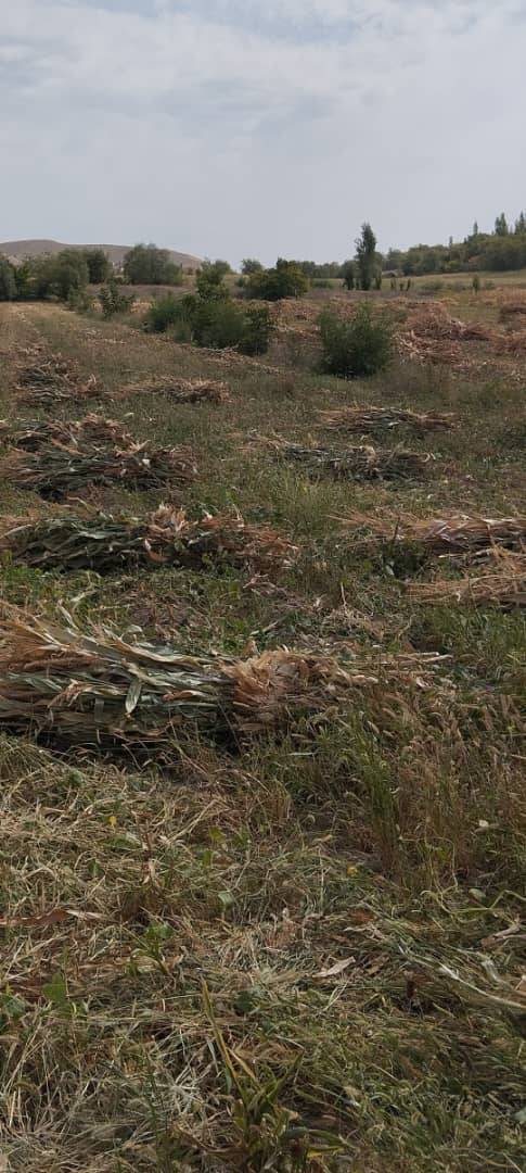100 боо Пая сатыла 80сомдон  Кызыл Тууда