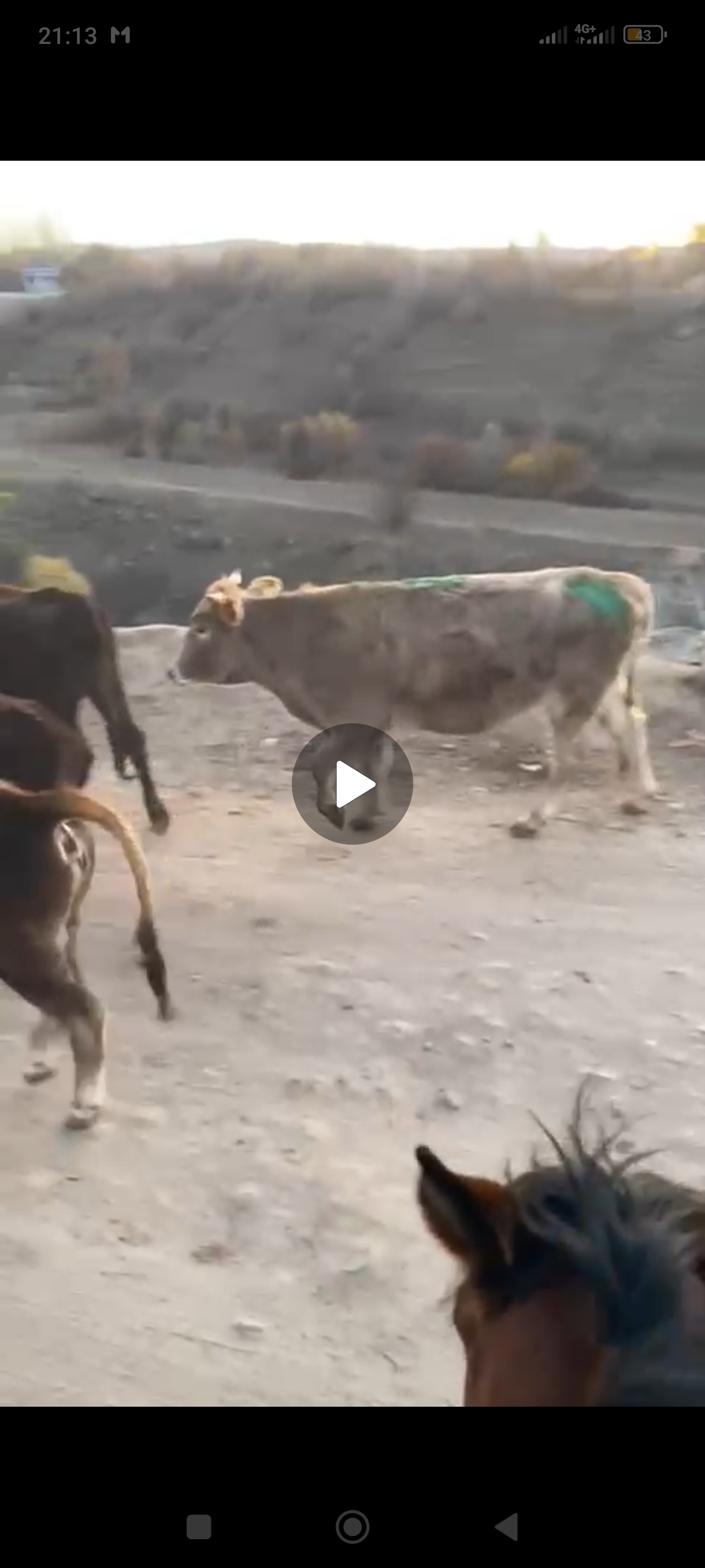 Ушул кунаажын жок болуп атат 4кун болуп калды коргон билгендер ушул номерге кабарлап койосторбу
Комсомолдон жоголуп жатат.
0702994004
0707456462