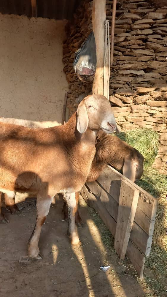 Ушул Арашан 8 айлык козу кочкорлор сатылат ! Линясы биросу ГРИФОН биросу ХАЯТТЫН примой балдары Таласта Аман байкенин коросунан келген тааныгандар болсо ! Бааларын 70 минден сурап жатам ! Байланыш номер 0704331106