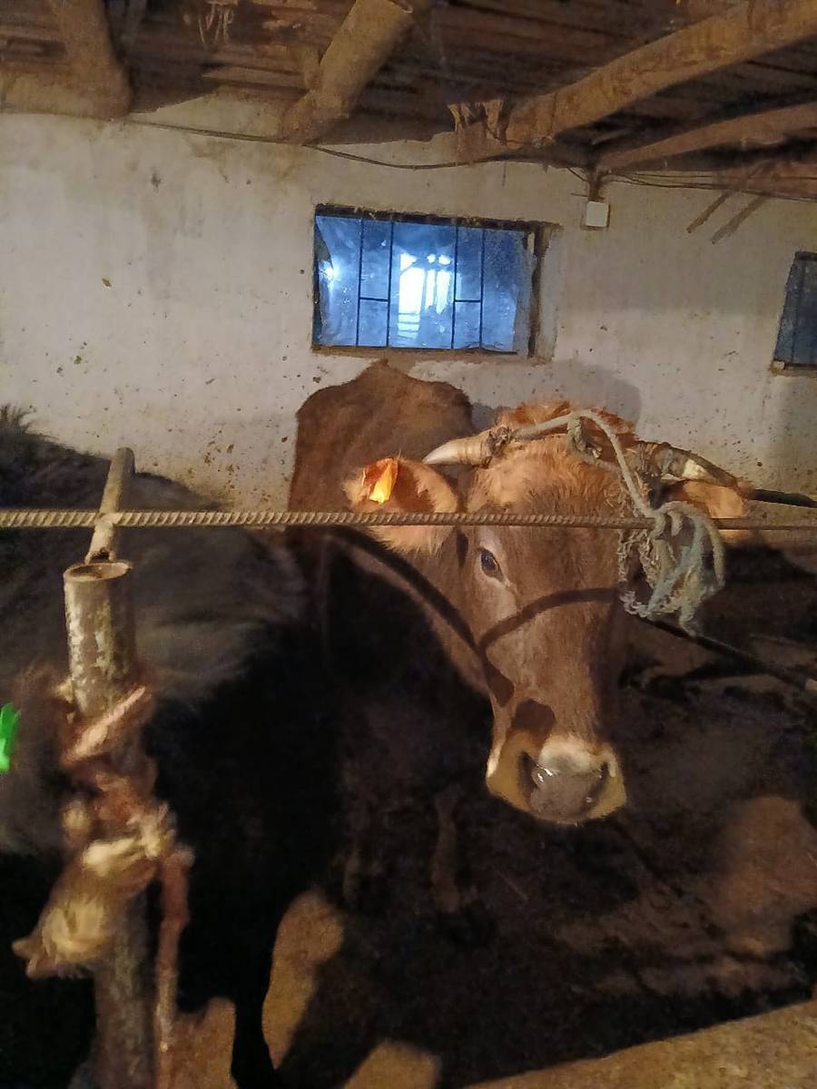 Токтогул Азимкан кочосунон Ушул уй саат 13:30 да уйдон чыгып кетип тапбай жатабыз бооз желини жетип калган коргондор болсо кабарлап койсонуздар суйунчусу бар 0704038686 0508550790