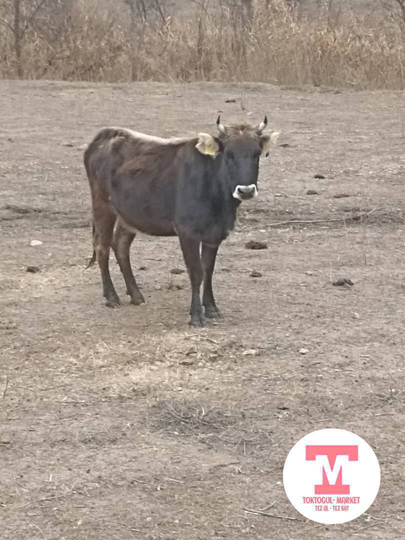 Ассалому алейкум ТАБЫЛДЫ уйдун белгилери эки кулагында бирка бар экен сол кулагында кок чупурок байлануу, он жамбашында краскасы бар ак чандыр. Издегендер ном байланыша бериниздер
Байланыш номер жана вотсап 0702445543 0771550506 экоондо тен вотсап бар