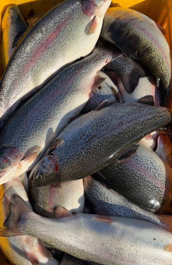 Форель балыктар сатылат свежий  850 сомдон балык Торкенде таза сууда өсөт тел 0504504022