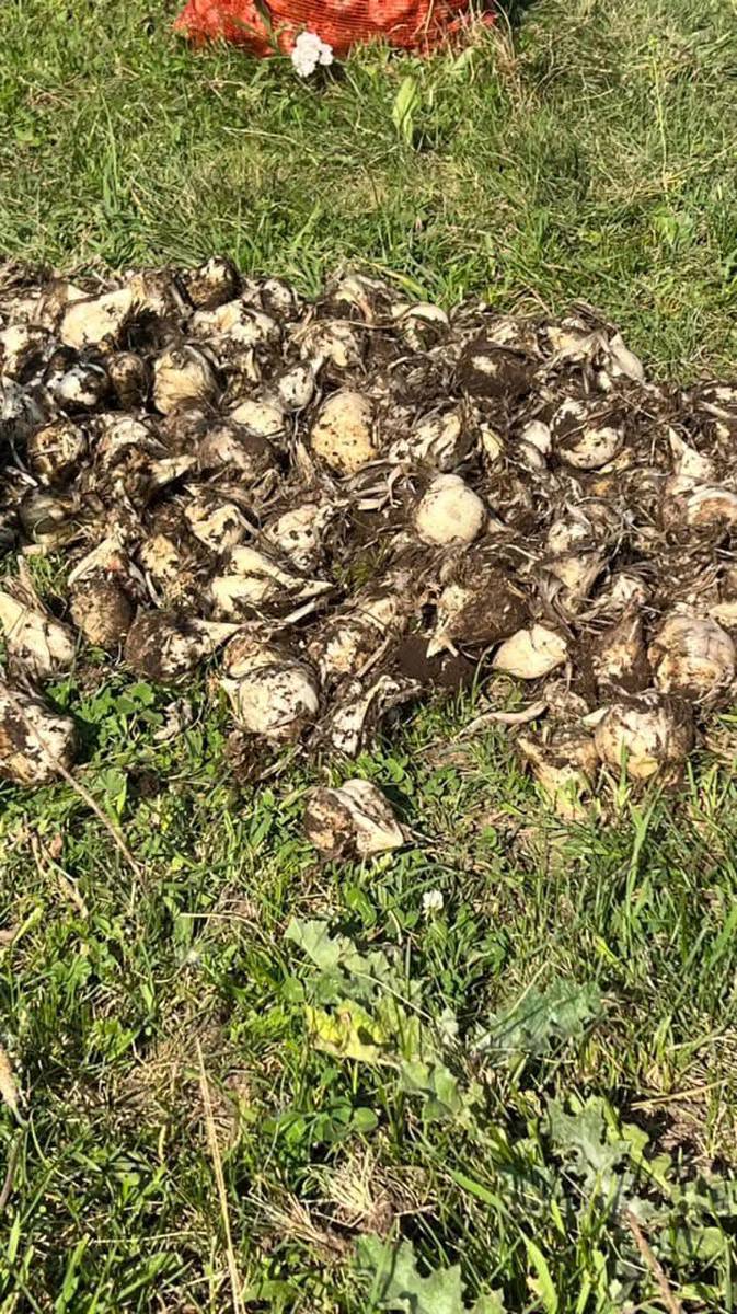 Сасык матал деген чоп бар, кимде болсо ала элек дарычылыка ушу номер 0500236223 болсо чалып койунузтар сураныч