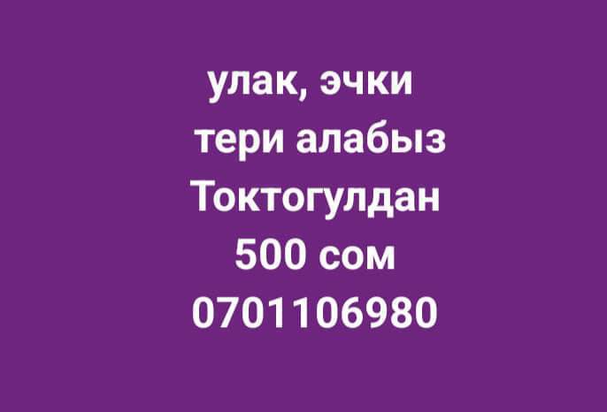 Тери алабыз эчки улак центирден