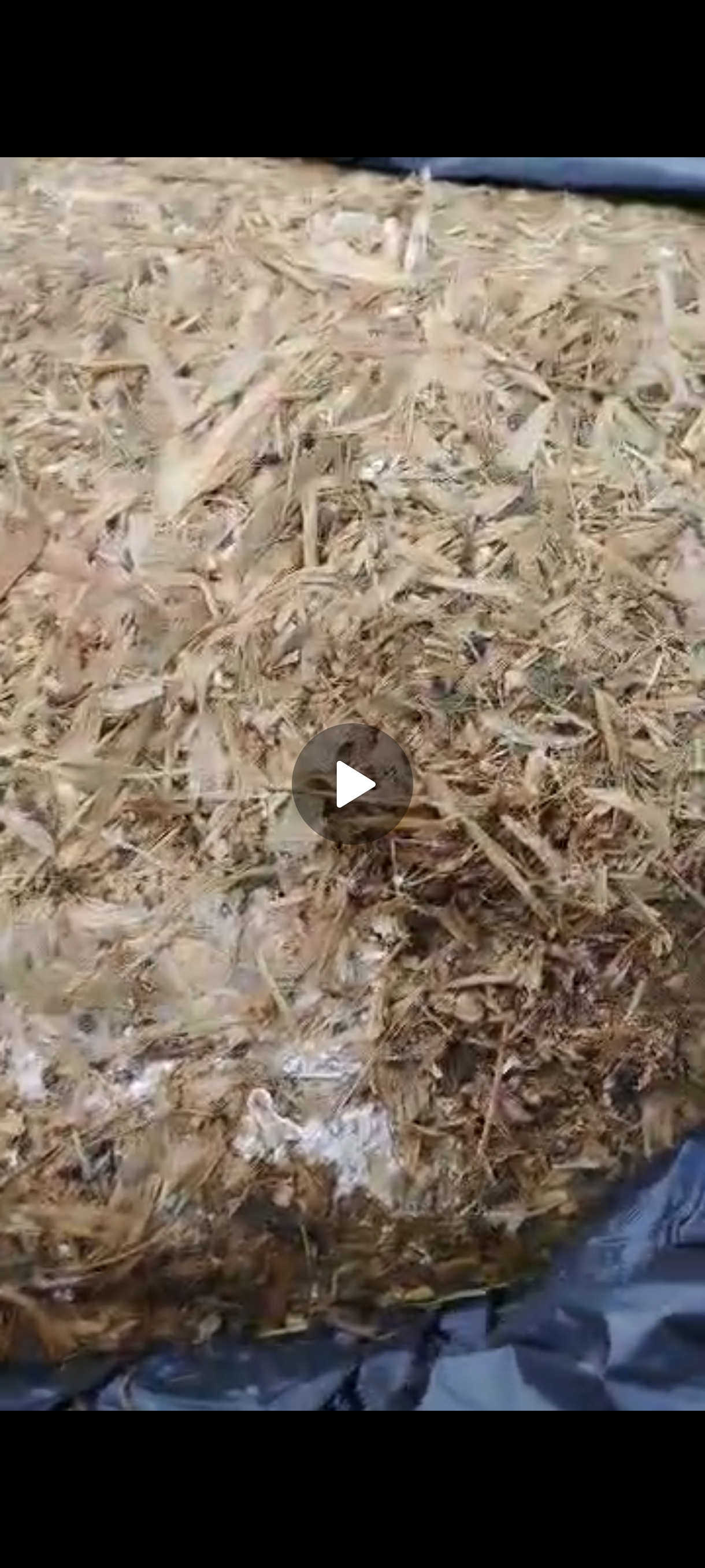 Силос сатылат 1кг 10сомдон эңдей адрес живпром бектен бай 26 байланыш номер